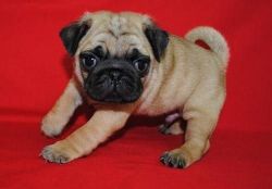 Top quality pug puppies available