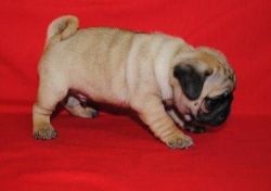 Quality breed pug puppies
