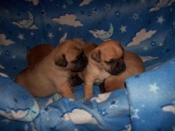Most beautiful pug puppies available