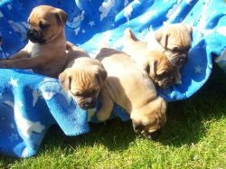 Healthy breed toy pug puppies for sale