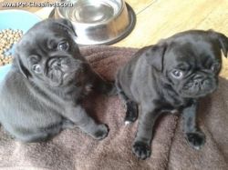 Two Gorgeous, Quality Akc Pug Puppies
