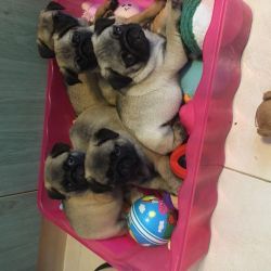 Pug puppy dogs for sale