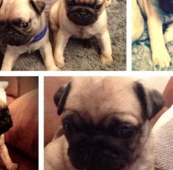 registered fawn pug puppies
