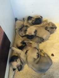 home raised pug Puppies