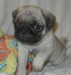 Adorable pug puppies available