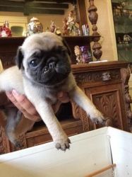 Quality, registered pug Puppies