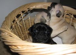 male and female pug puppies available
