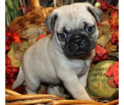 Male And Female Fawn ,black Pug Puppies Available
