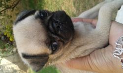 Pug male fawn colour pup in jalandhar