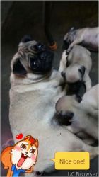 Pug pups available in Nellore.