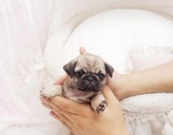 we have male and female pug puppies available