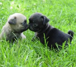 cute pug puppies for re homing