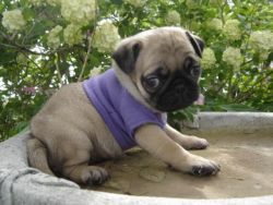 Extra Cute and Charming Pug Puppies