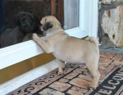 lovely akc pug puppies