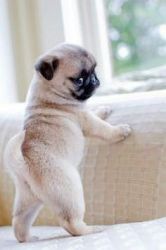 Fawn and black pug puppies for sale