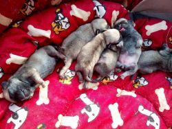 6 Pug Puppies ( Pure Breed )