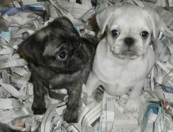 Pug Puppies For Sale..