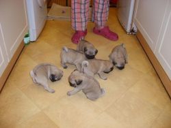 male and female Pugs Carlino christmas puppies