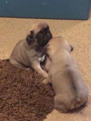 Quinlataine Silver Fawn Pugs