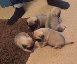 Beautiful Pug Male and female Puppy