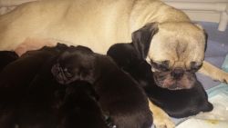 Black Pug Puppies In Pa!!!