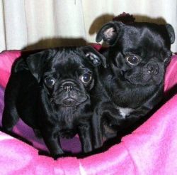 Kc pug puppies for adoption