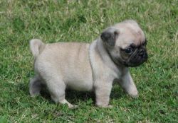 jdjhks Lovely fawn pug puppies for adoption
