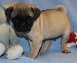 male pug puppy for sale