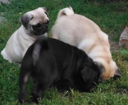 Registered apricot and fawn Pug puppies