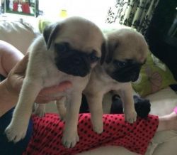 ***pug Puppies ready now***