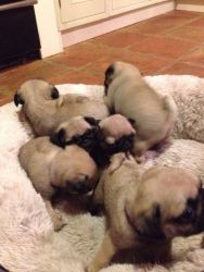 Adorable pug puppies for adoption