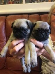 Two Gorgeous pug puppies