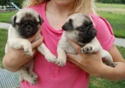 Adorable Mops Puppies For Good Home
