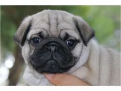 We have male and Female Pug puppies available