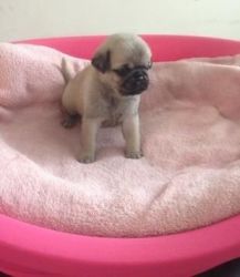 M/F pug puppies available