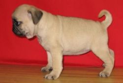 available Pug puppies for re-homing