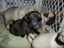 Stunning Top Quality Pug Puppies For Sale
