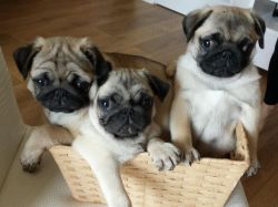 Well Socialized Pug puppies Available