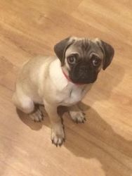 Pug Puppies Available for good Homes.
