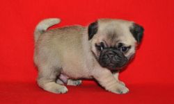 akc registered pug puppies available.