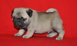 lovely akc registered pug puppies available.