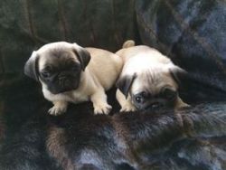 Top Quality pug puppies available