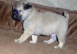 akc female and male pug puppies