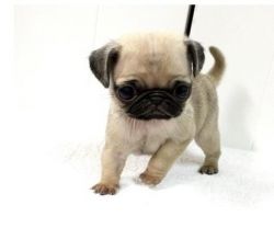 Pure Fawn And Black Pug Puppies Ready Now