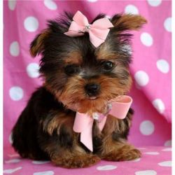Active Male and Female Yorkie Puppies