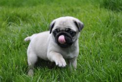 Akc Reg Fawn Pug Puppies For Sale