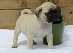 Available Pug Puppies for Sale