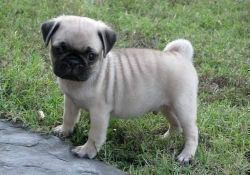 male and female Pug puppies