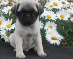 Mavelous Males and Females pug puppies for sale