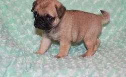 encouraging well train Pug puppies for sale